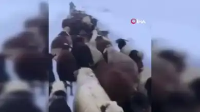 Doğu Anadolu'da Kar Fırtınasında Mahsur Kalan Çoban Kurtarıldı