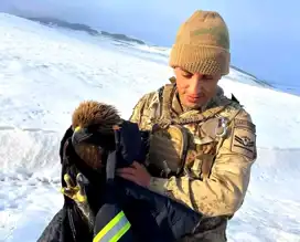 Erzurum'da Bitkin Kartal Kurtarıldı: Jandarma'dan Hayvan Dostu Hareket
