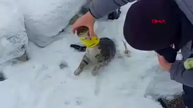Erzurum'da Kedi Konserve Kutusundan Kurtarıldı!