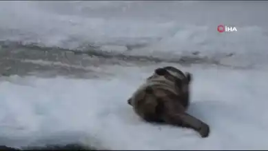 Nadir Su Samuru Kar Eğlencesi Kameralara Yansıdı!