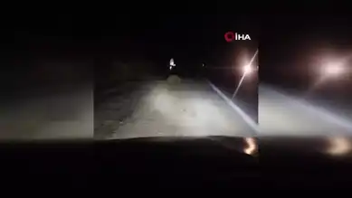 Doğu Anadolu'da Trafik Kazası: Ayı Telef Oldu