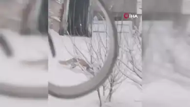 Doğu Anadolu'da Tilkilerin Kar Şenliği