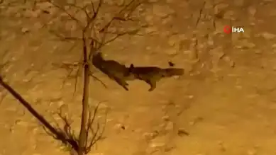 Erzurum'da Tilkilerin Kar Şenliği!