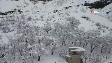 Doğu Anadolu'da Çığ Felaketi: Yüzlerce Koyun Hayatını Kaybetti
