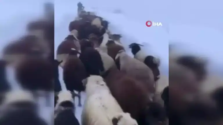 Doğu Anadolu'da Kar Fırtınasında Mahsur Kalan Çoban Kurtarıldı