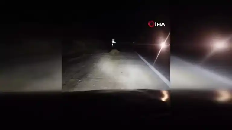 Doğu Anadolu'da Trafik Kazası: Ayı Telef Oldu