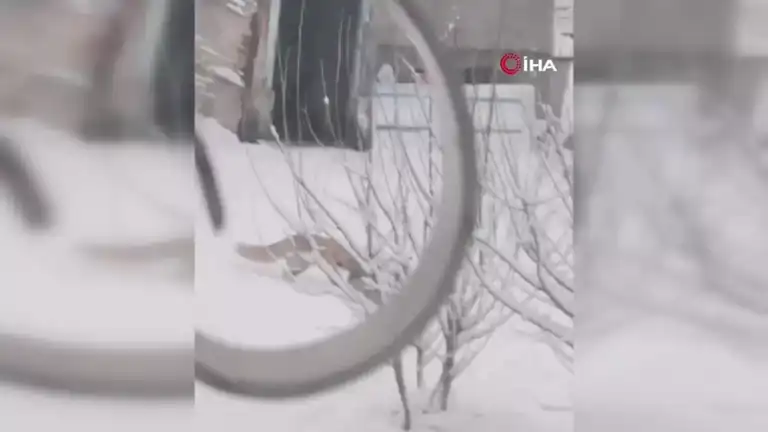 Doğu Anadolu'da Tilkilerin Kar Şenliği